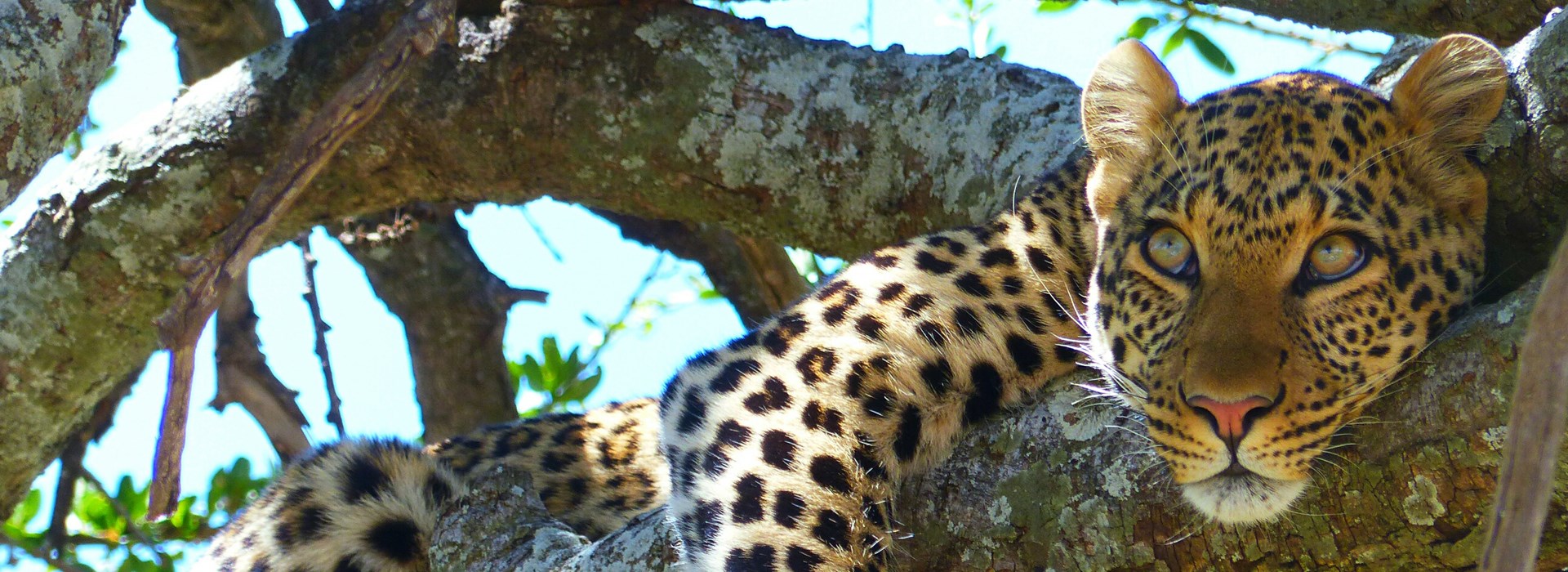 Visiter Le Parc National du Lac Manyara - Tanzanie