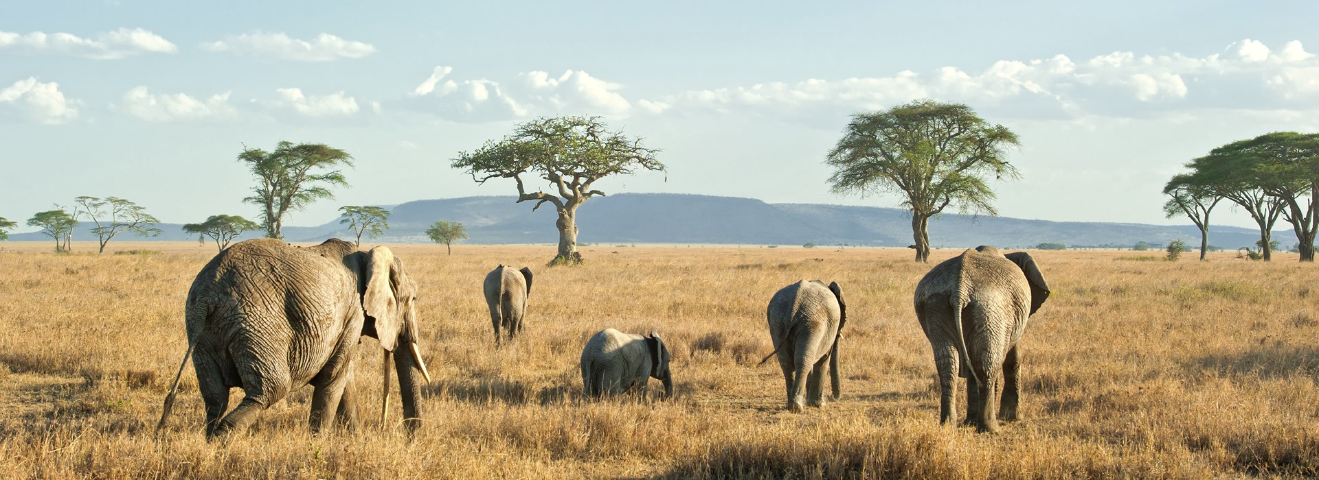 Visiter La région de Ndutu - Tanzanie