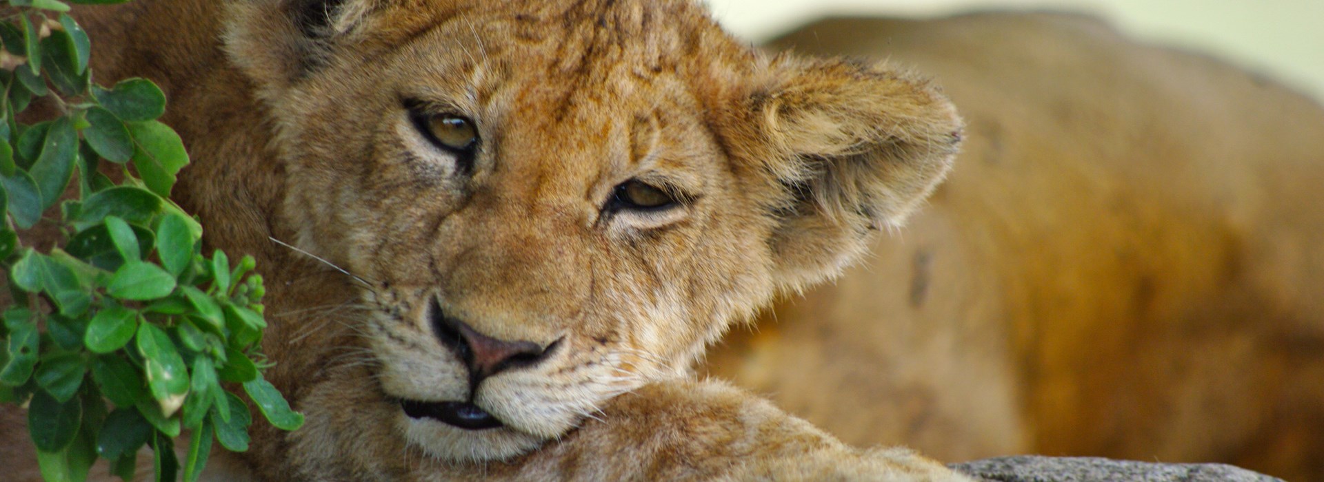 Visiter Le Parc National du Serengeti - Tanzanie