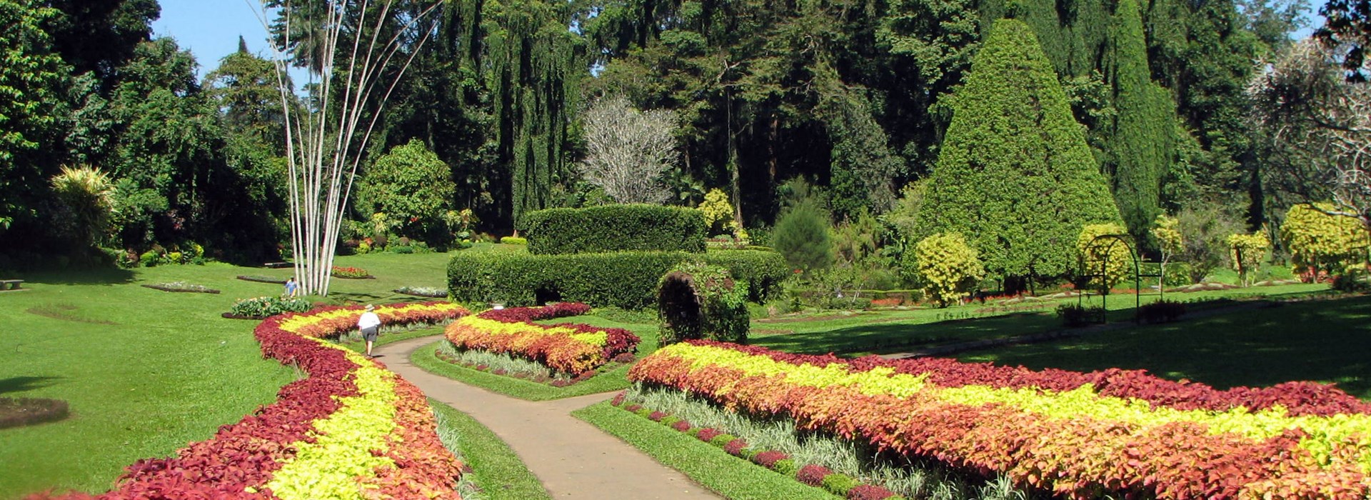 Visiter Le jardin botanique de Peradeniya - Sri Lanka