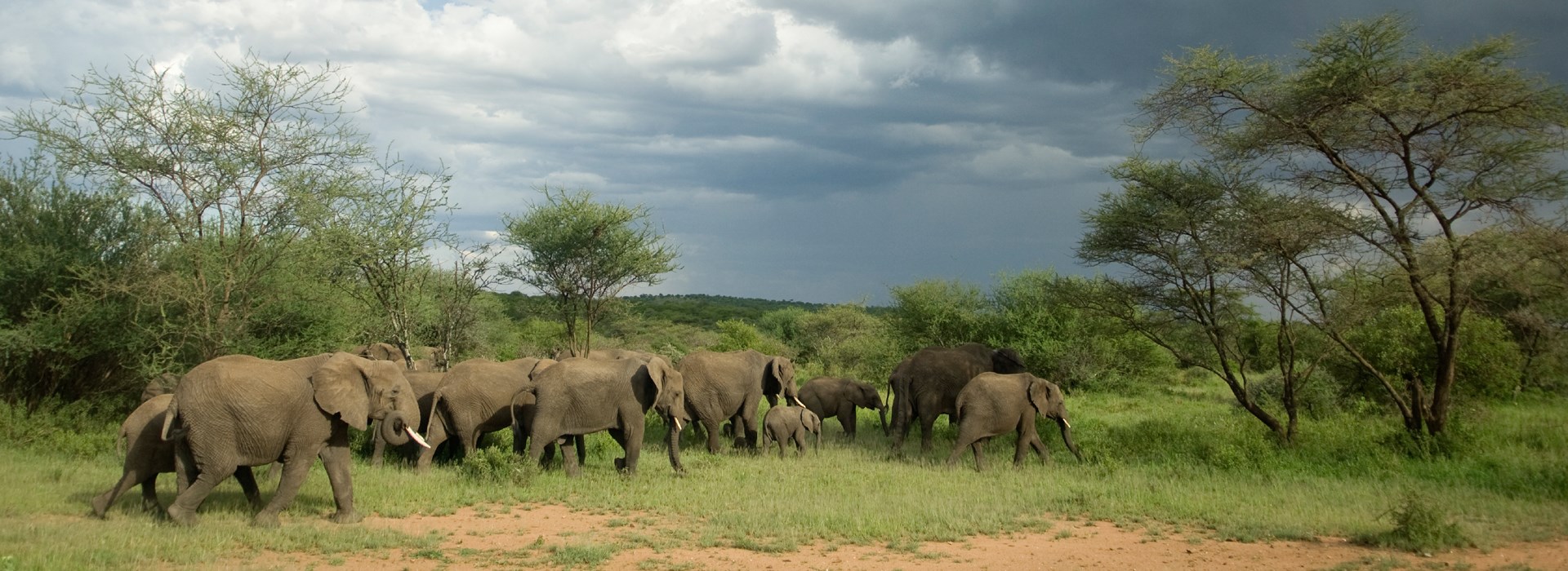 Visiter Le Parc National du Tarangire - Tanzanie