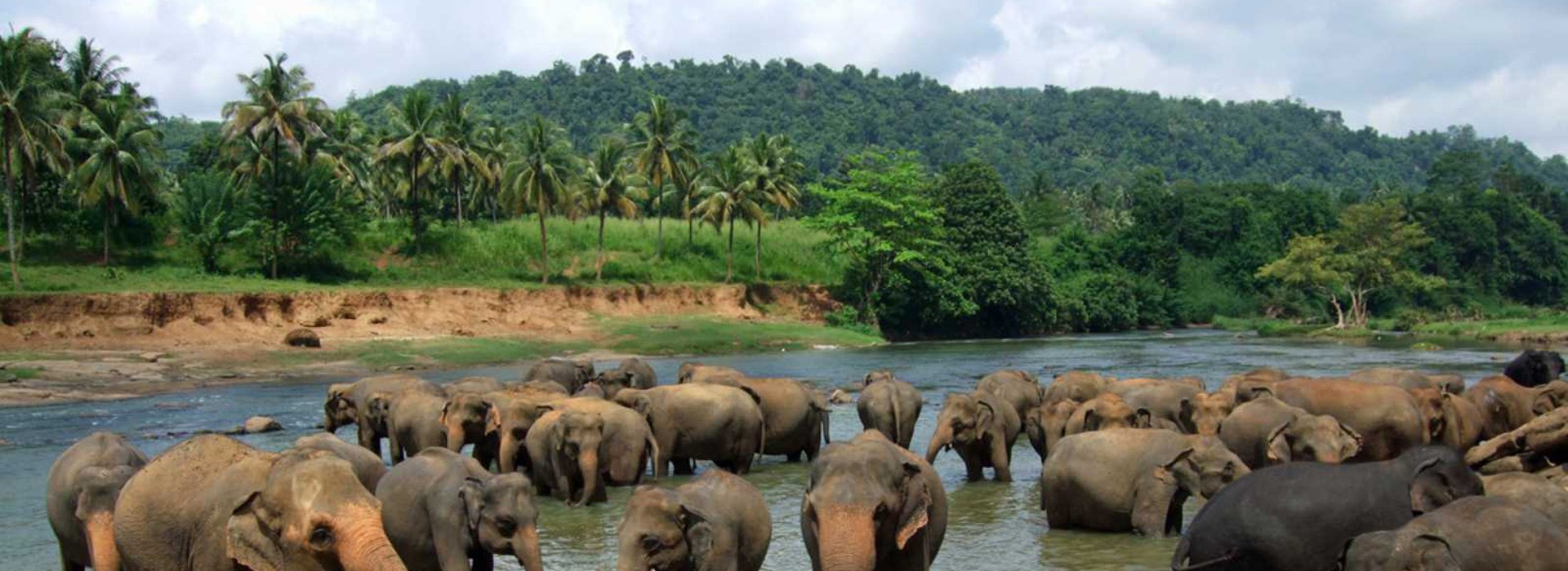 Visiter Pinnawala - Sri Lanka