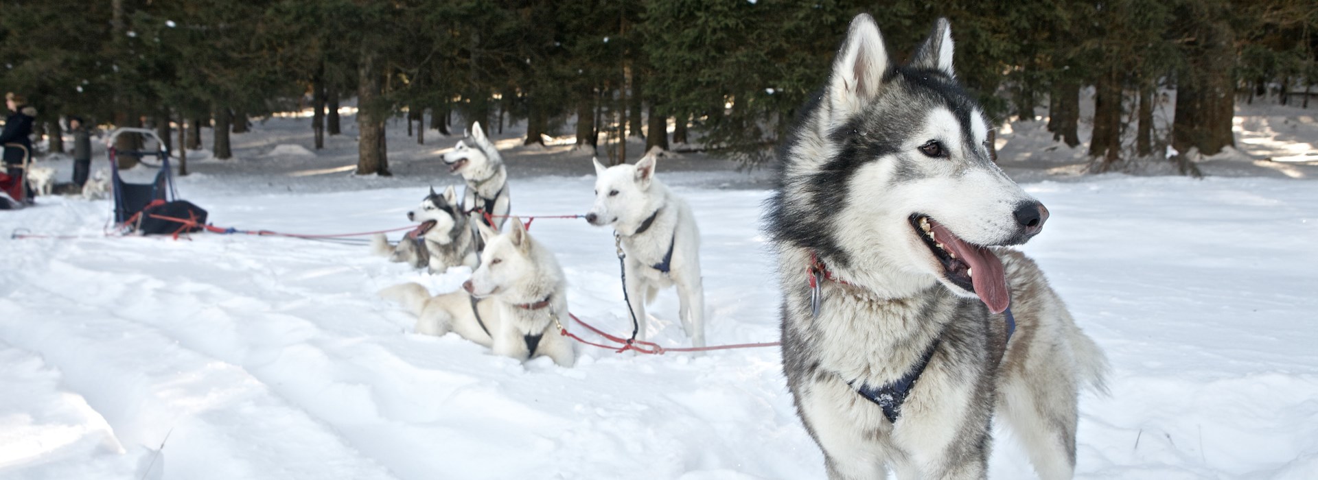 Visiter Le Vercors en chiens de traîneaux - Rhône-Alpes