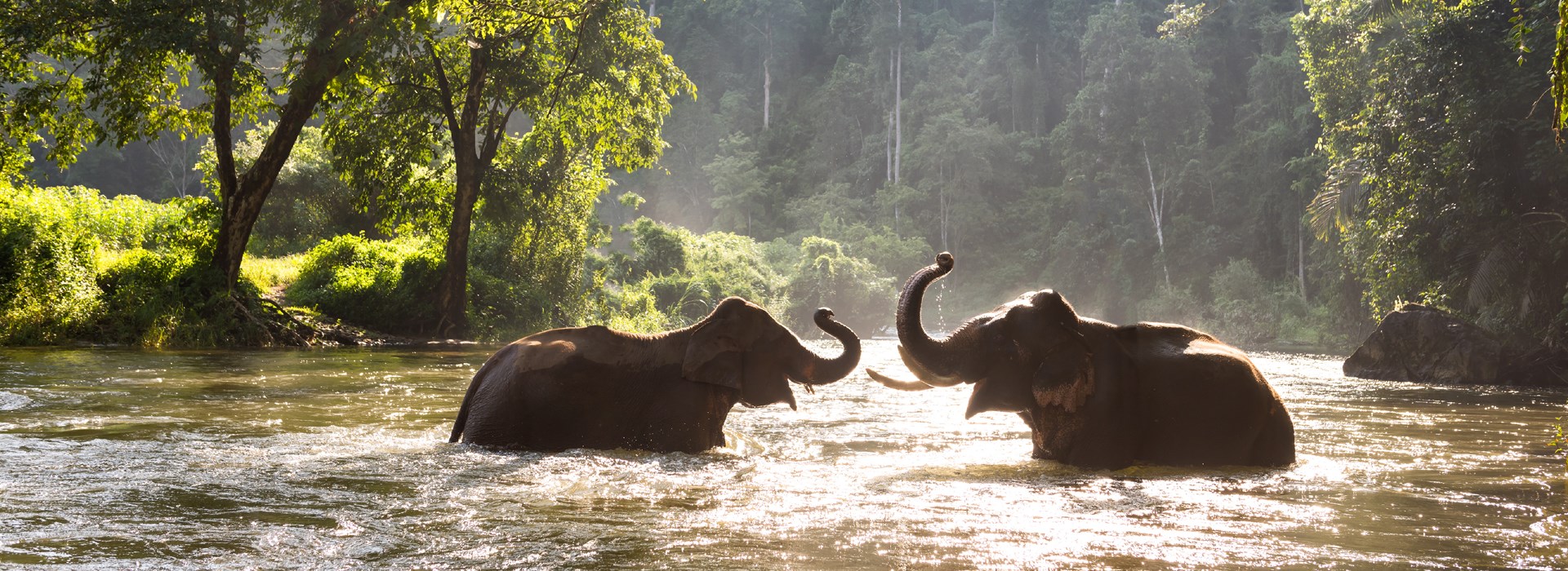 Visiter Le sanctuaire pour éléphants - Cambodge