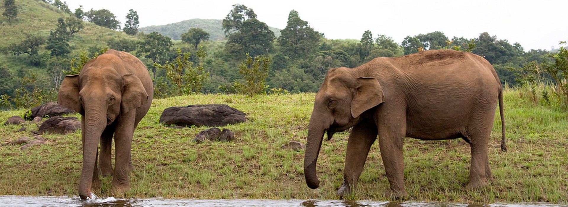 Visiter La réserve naturelle de Thekkady - Inde