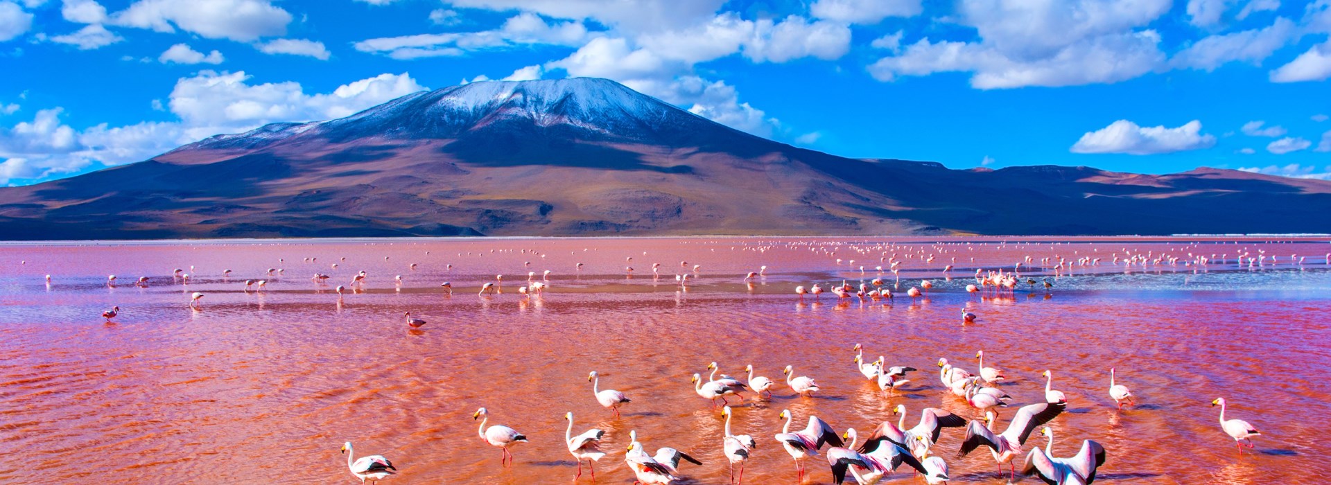 Visiter La Laguna Colorada - Bolivie