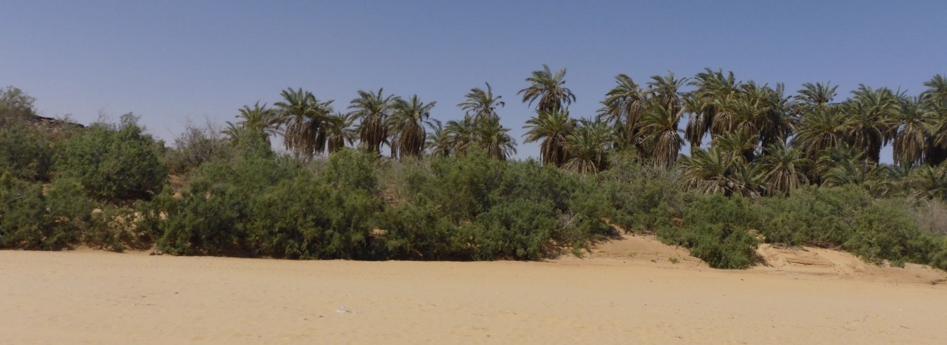 Visiter L'Oasis El Meddah - Mauritanie