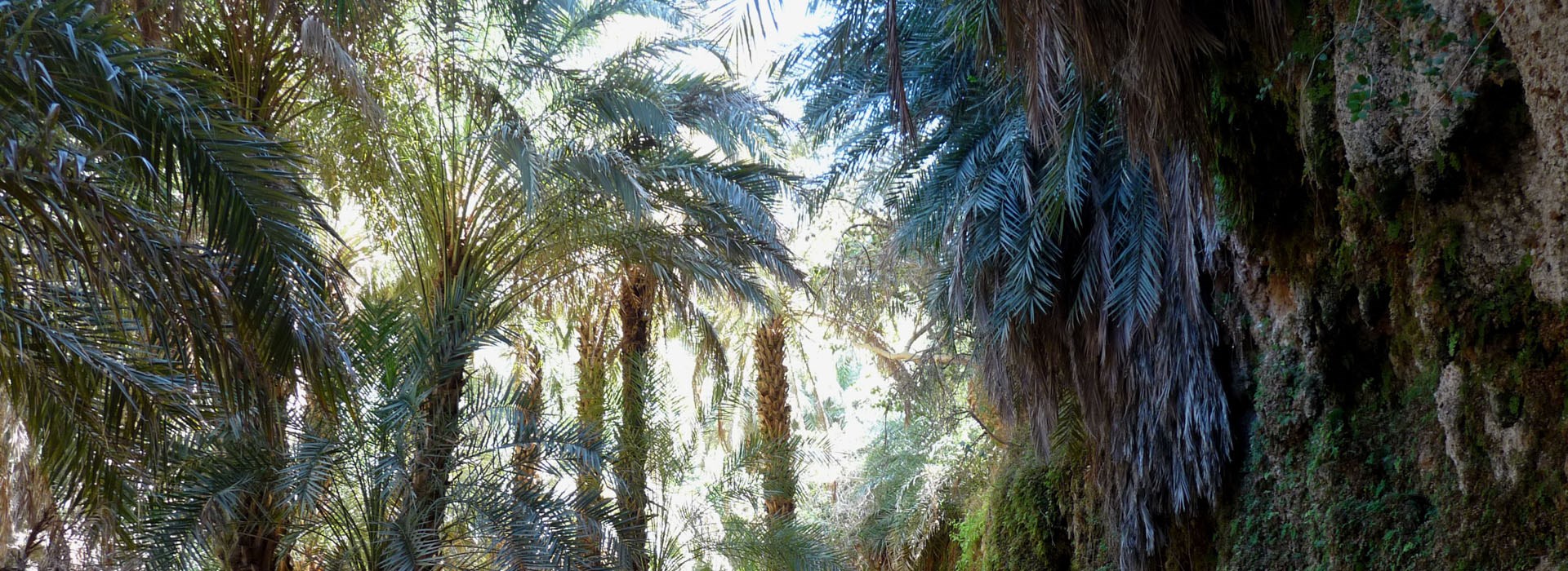 Visiter L'Oasis Terjit - Mauritanie