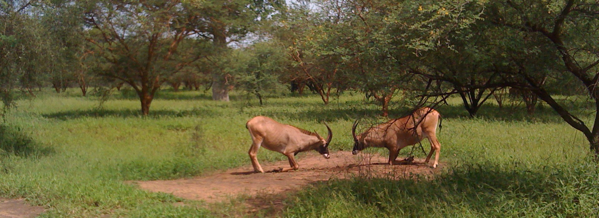 Visiter La Réserve de Bandia - Sénégal