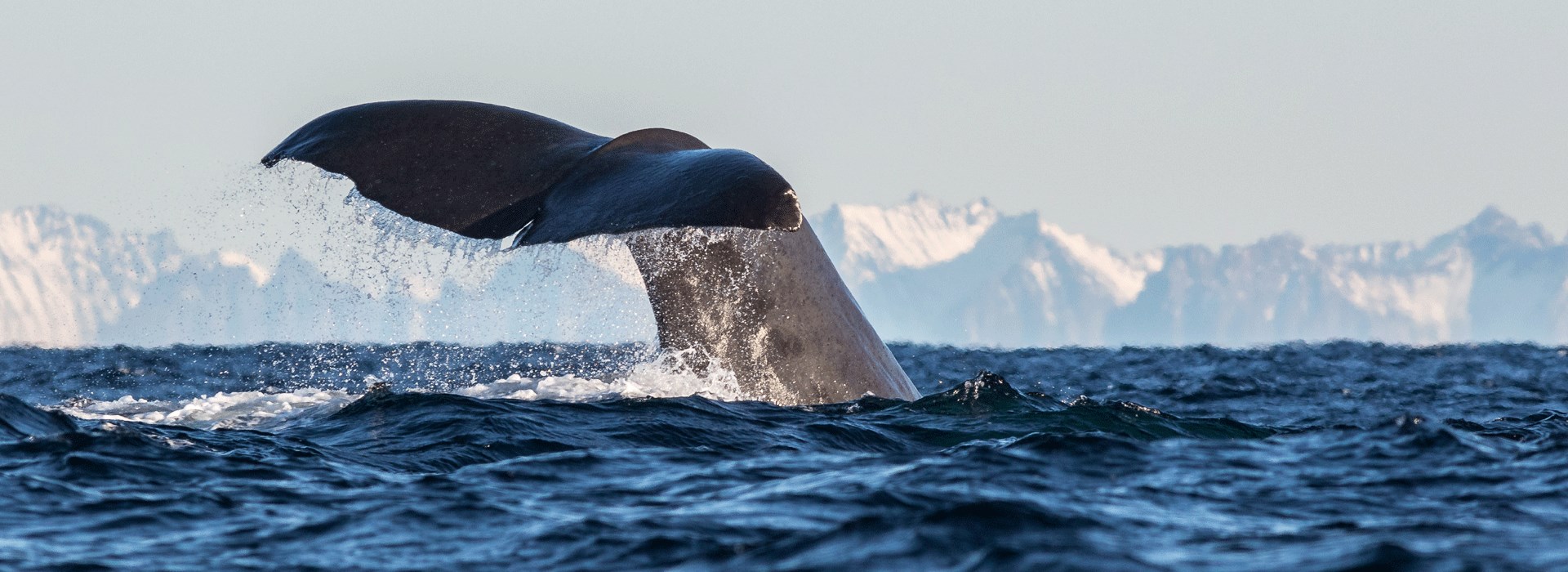 Visiter Andenes - Norvège