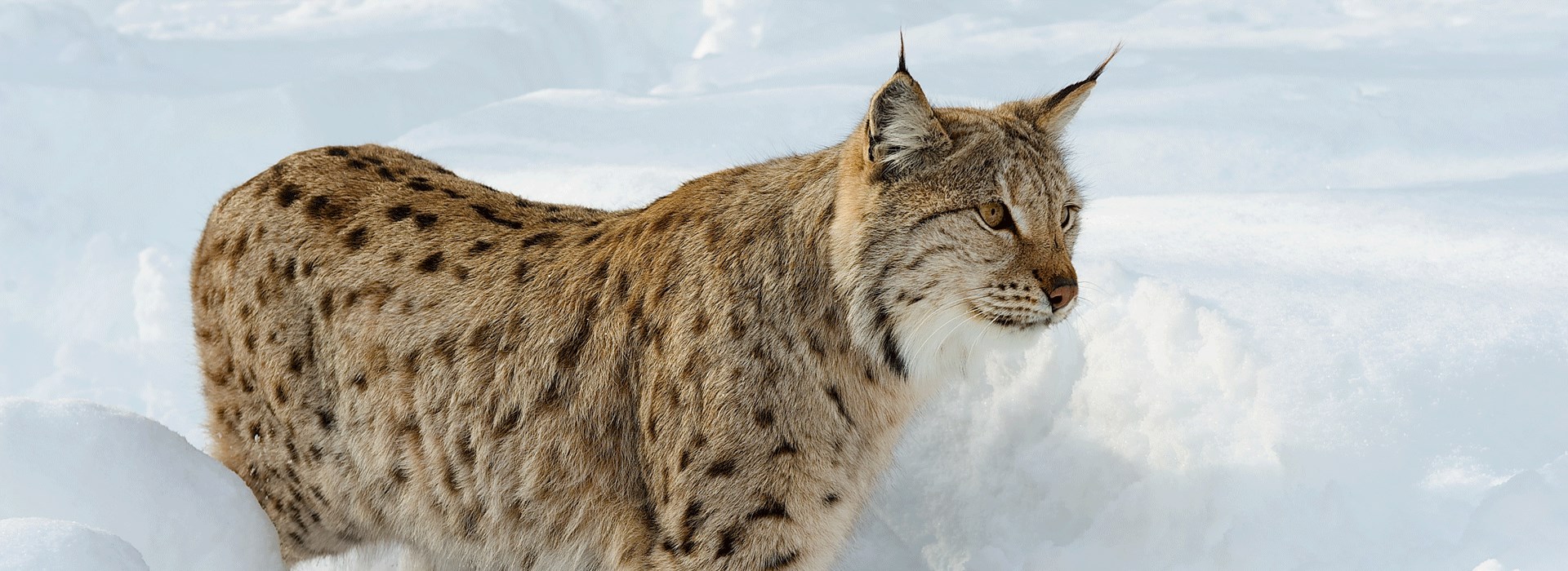 Visiter Le zoo de Bardu  - Norvège