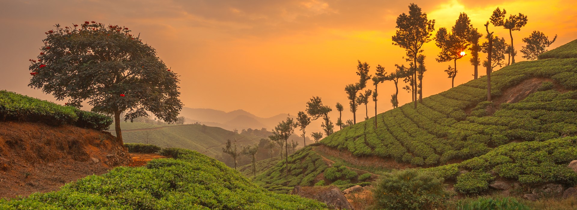 Visiter Munnar - Inde