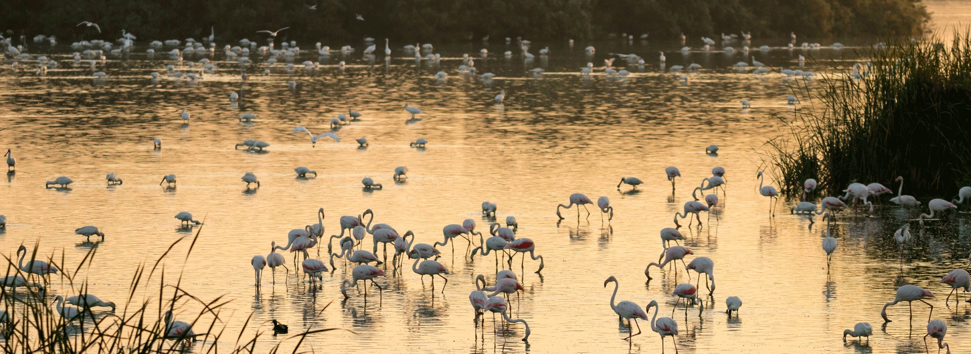 Visiter Le Parc National de Doñana - Espagne