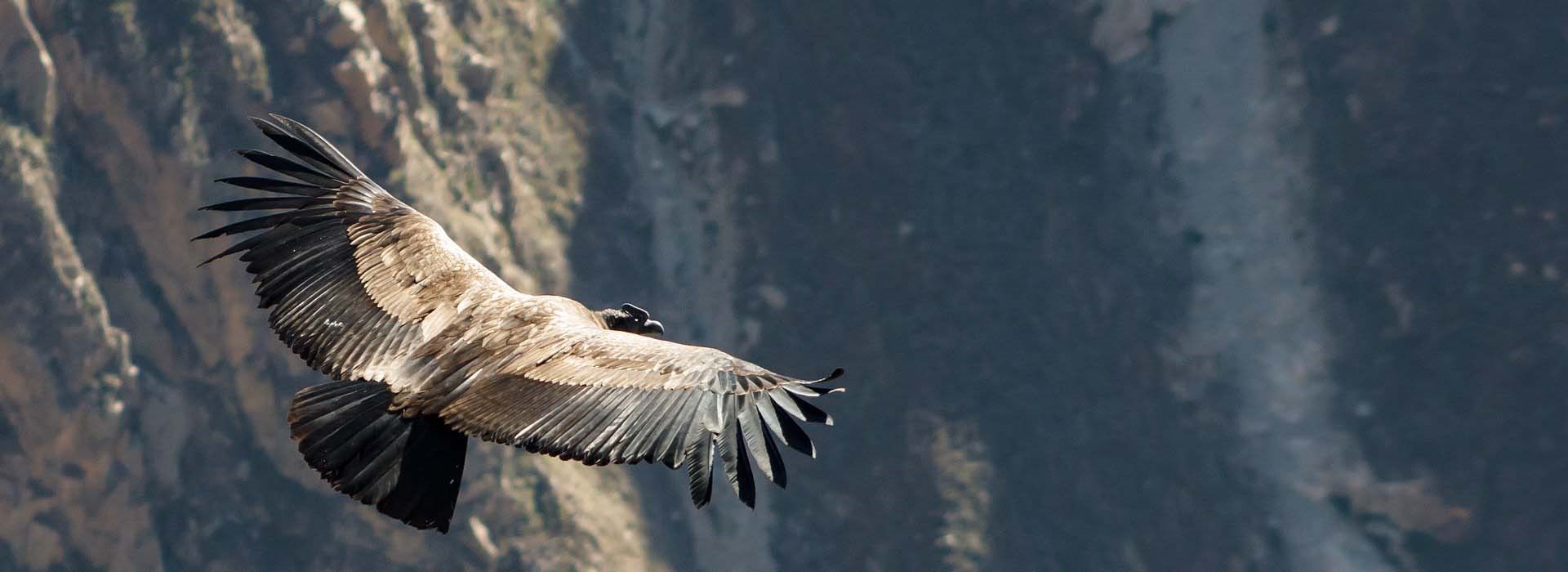 Visiter La Cruz del Condor - Pérou