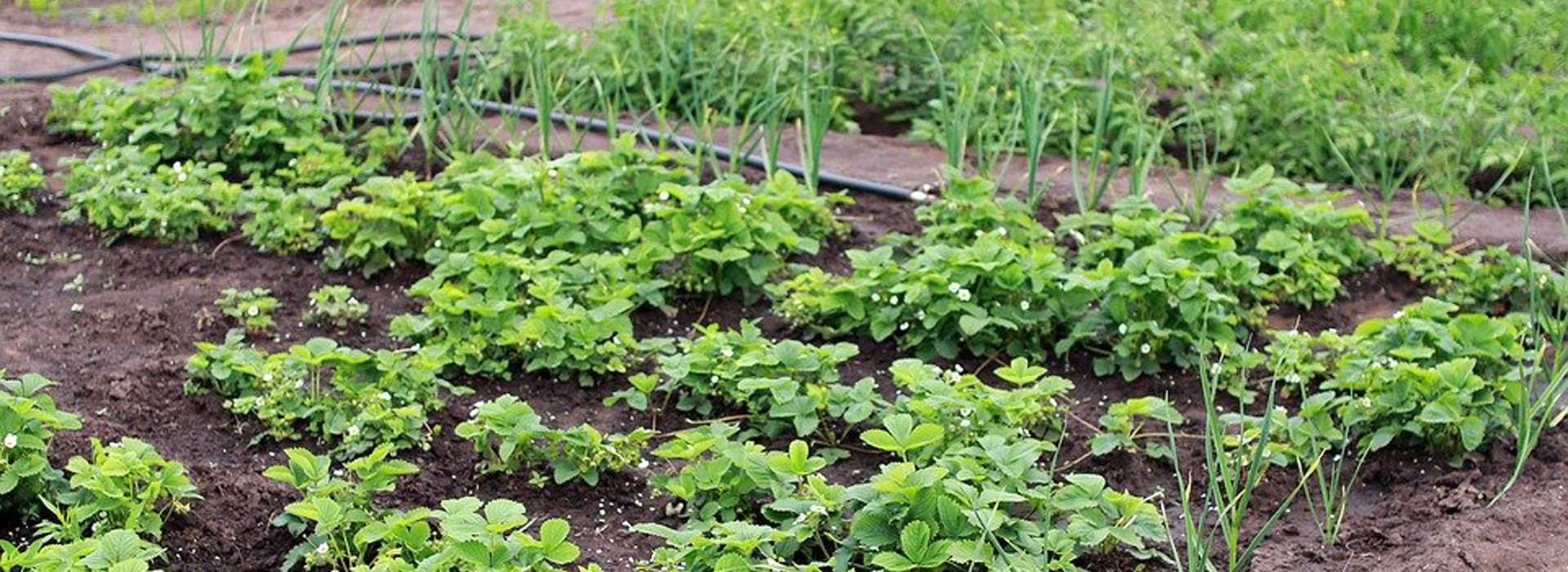 Visiter Jeu de piste au potager  - Occitanie