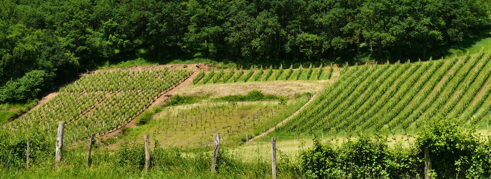 Visiter Le domaine d'Irouleguy  - Nouvelle-Aquitaine