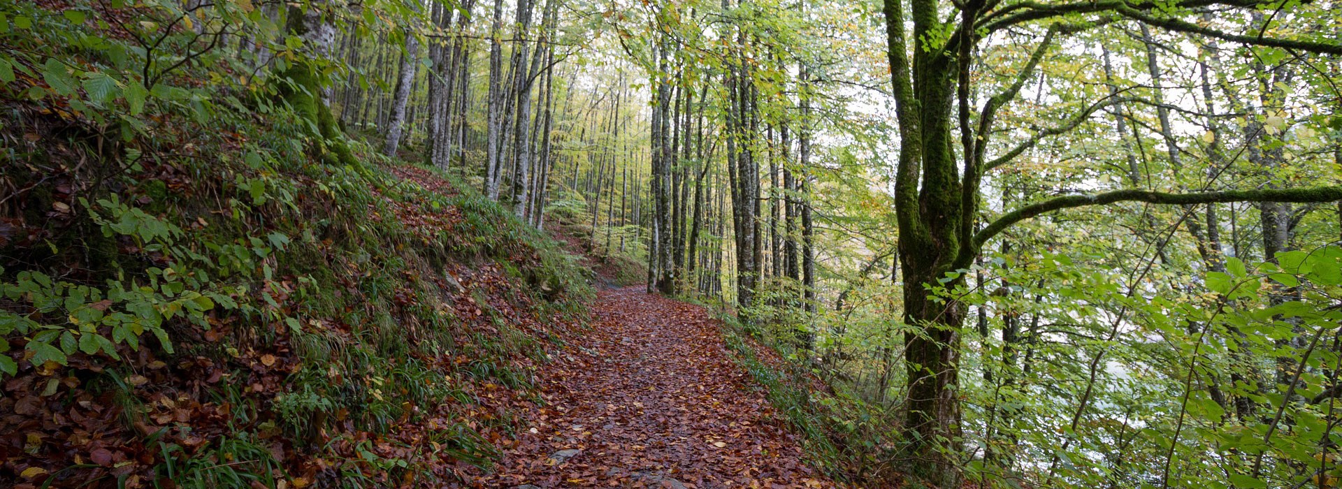 Visiter La Forêt d'Iraty - Nouvelle-Aquitaine