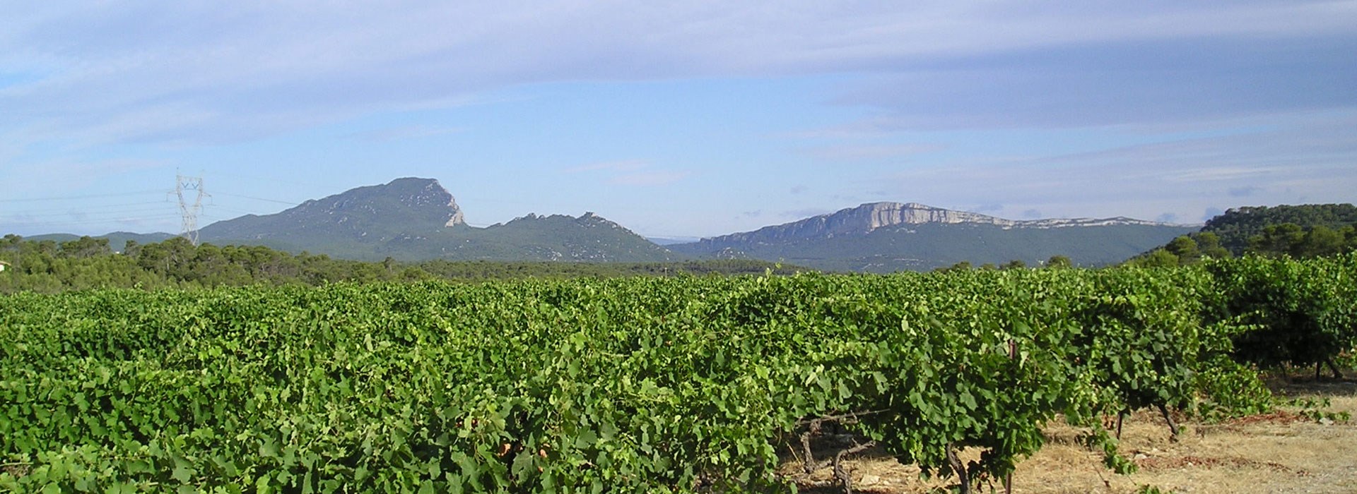 Visiter Les caves du Pic Saint Loup - Occitanie