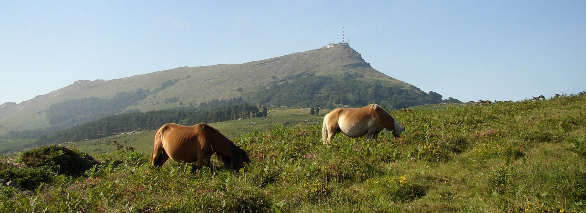 Visiter Le Pottok - Nouvelle-Aquitaine