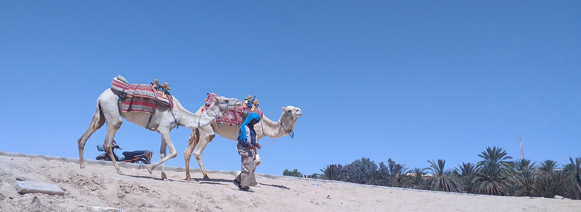 Visiter L'Oasis de Tozeur - Tunisie