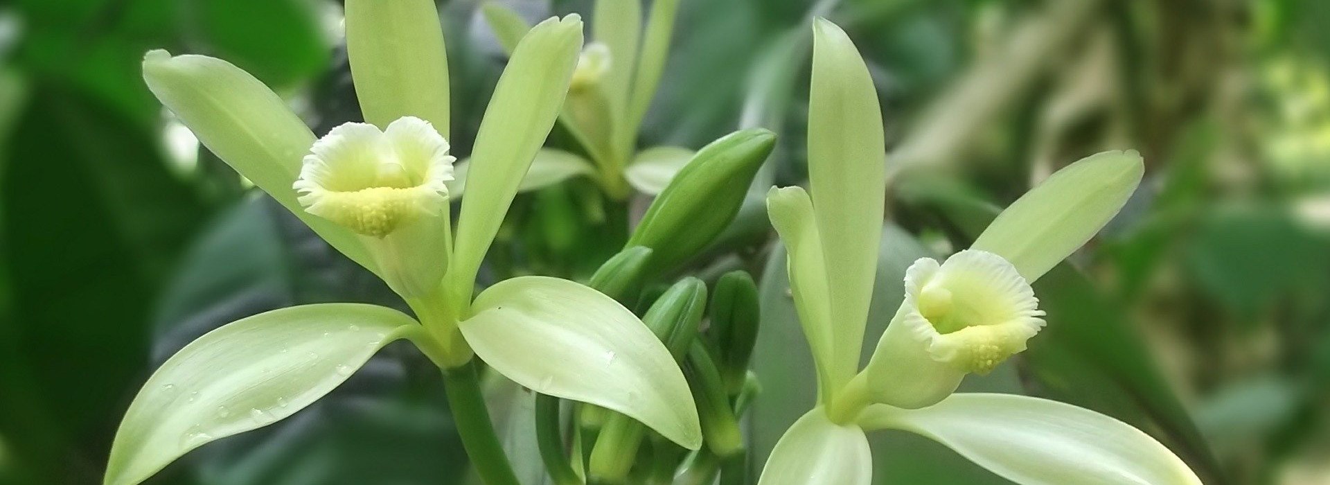 Visiter Une vanilleraie - Ile de la Reunion