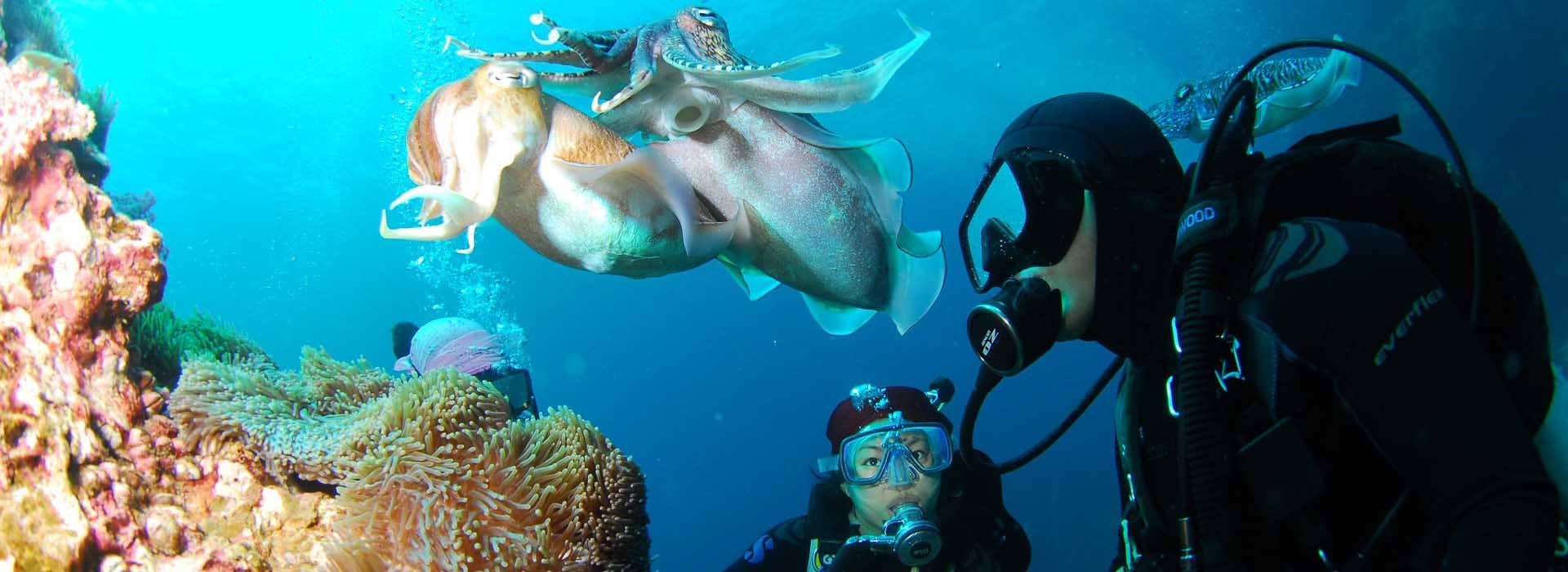 Visiter La Réserve Cousteau  - Guadeloupe