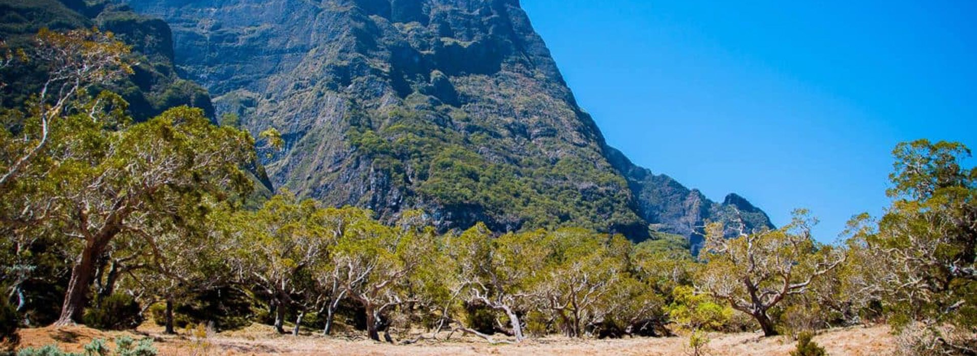 Visiter La forêt des tamarins - Ile de la Reunion