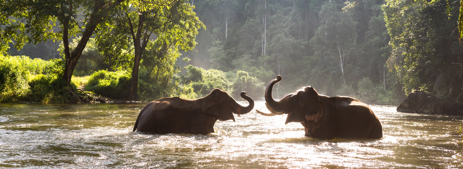 Visiter Un sanctuaire pour éléphants - Thaïlande