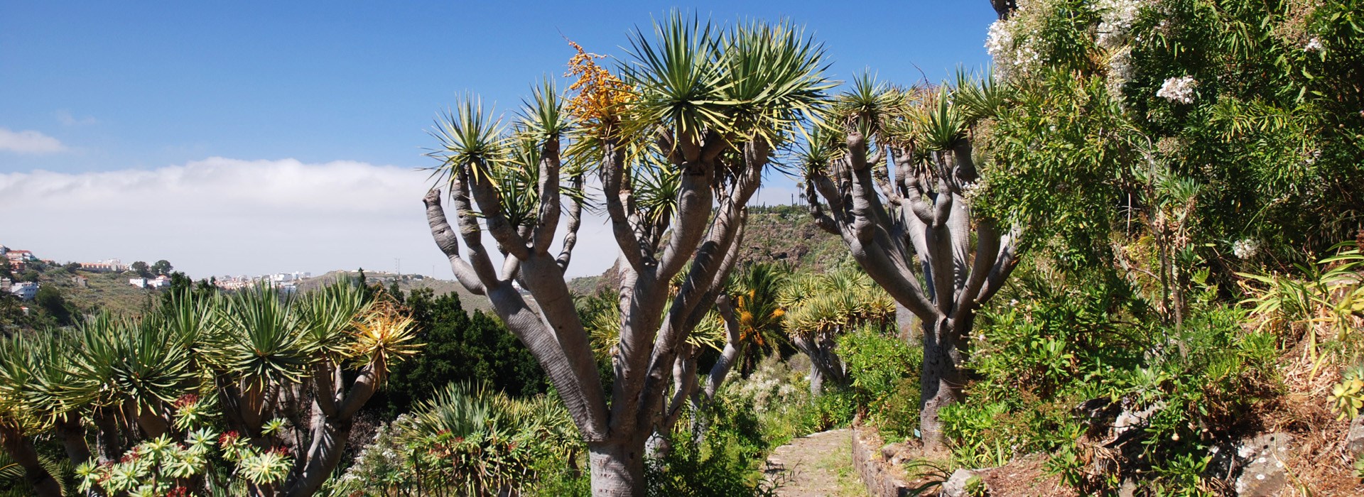 Visiter Le Jardin botanique Viera y Clavijo  - Canaries