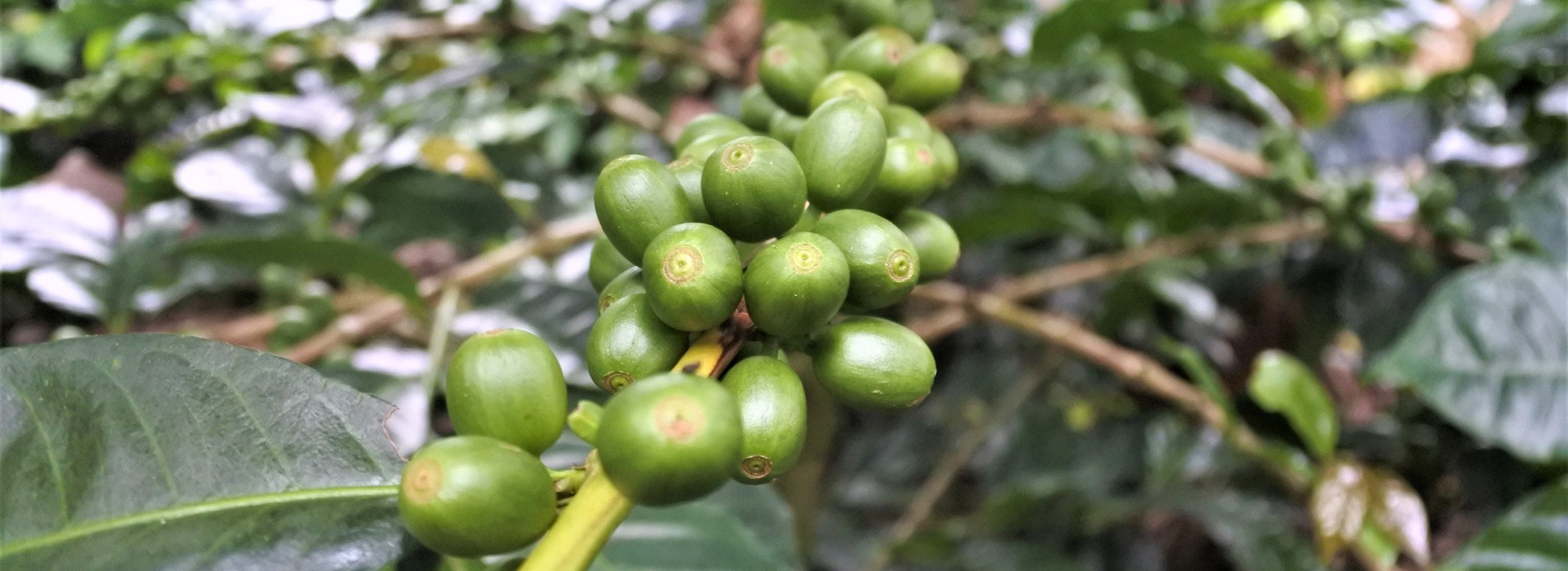 Visiter La Finca de Café de la vallée d’Agaete - Canaries