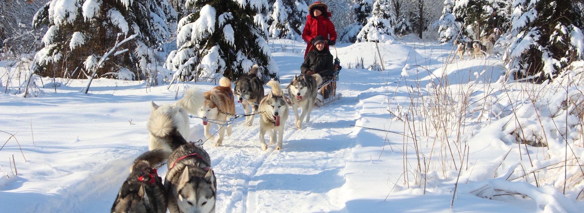 Visiter Chien de traineau à Font Romeu - Occitanie