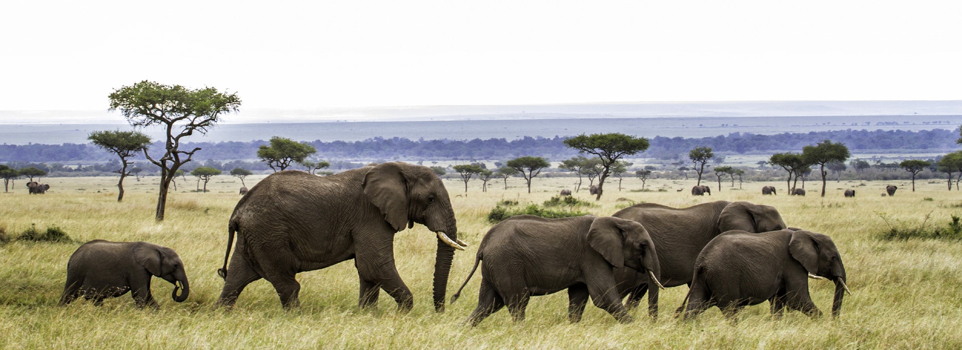 Visiter Masai Mara (Kenya) - Kenya - Tanzanie