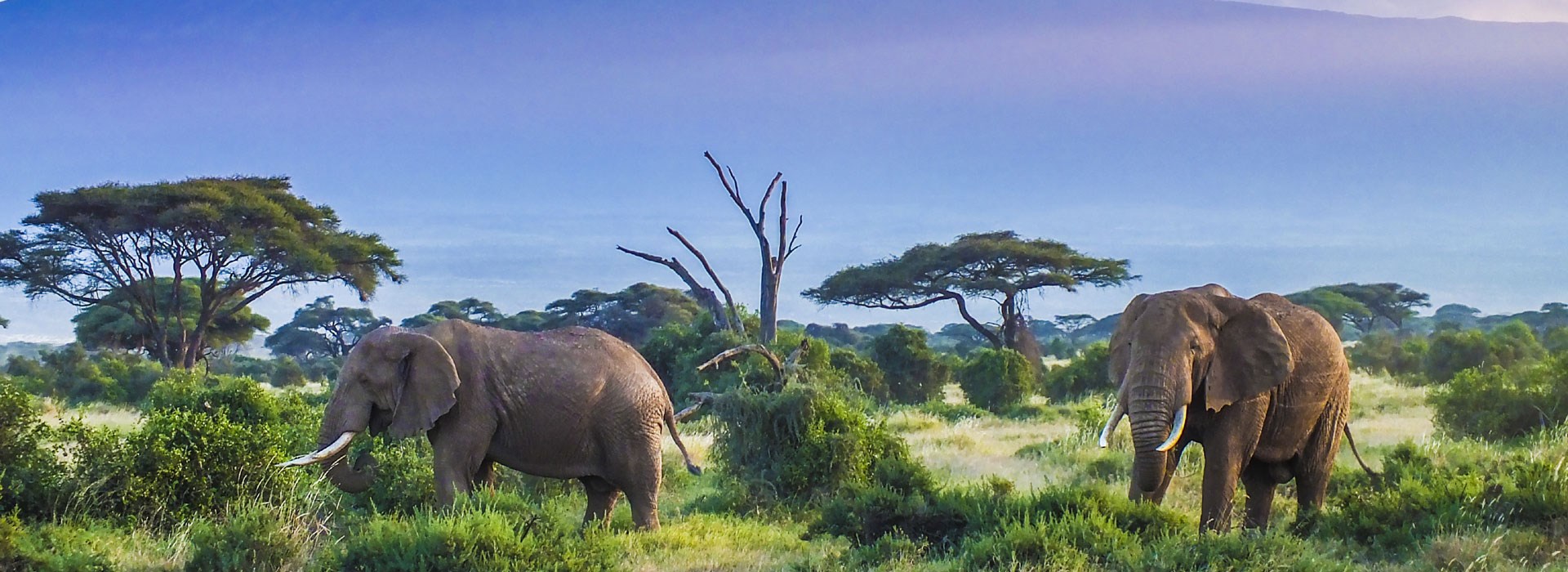 Visiter Le cratère Ngorongoro (Tanzanie) - Kenya - Tanzanie