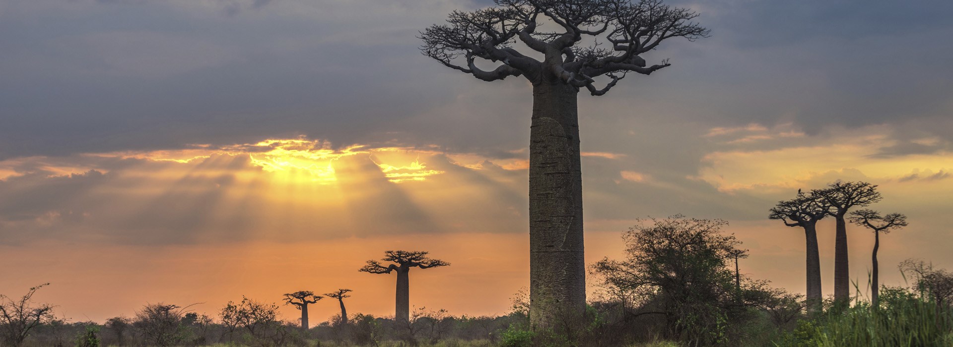 Visiter L'Allée des Baobabs - Madagascar