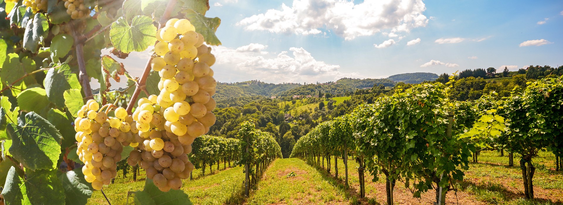 Visiter Greve in Chianti - Italie