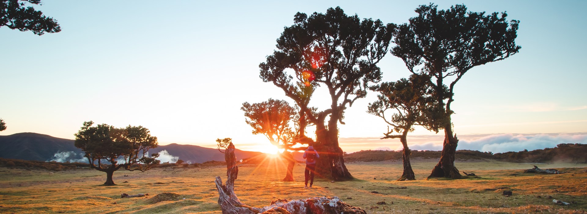 Visiter La forêt de Fanal - Madère