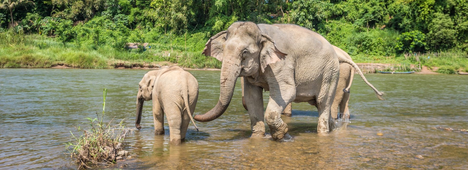 Visiter Un sanctuaire pour éléphants - Laos