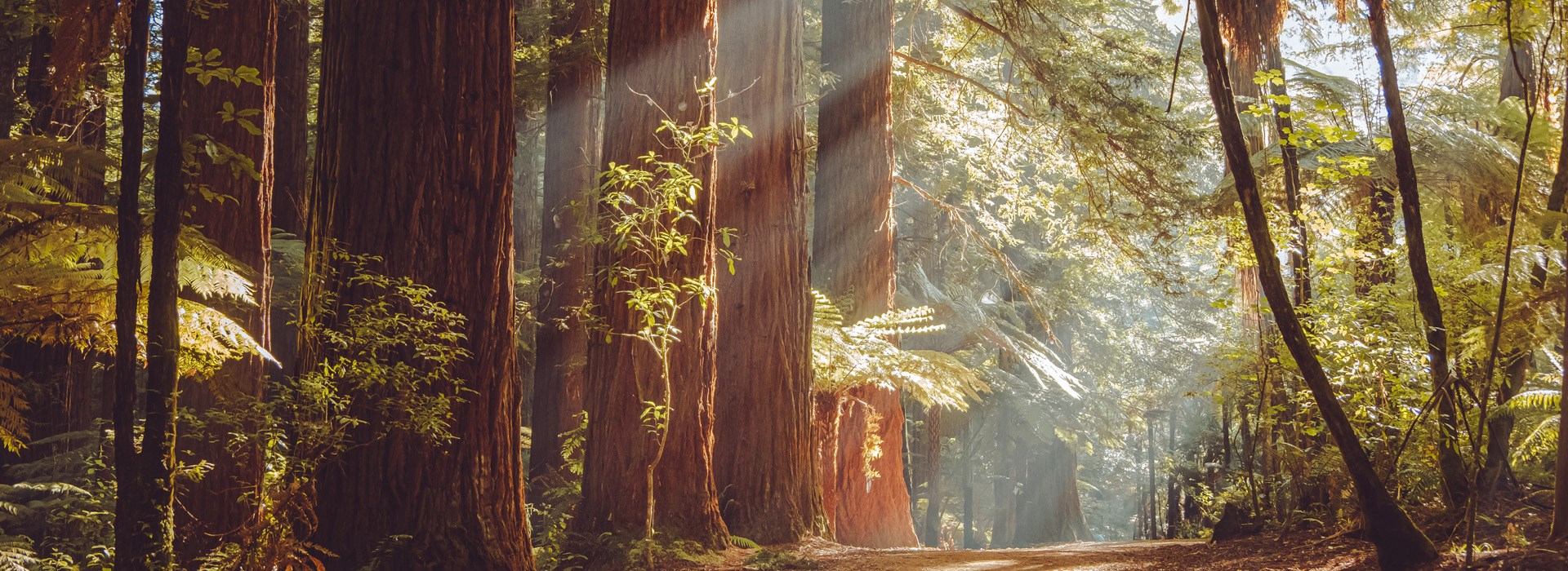 Visiter La forêt des Redwoods  - Nouvelle Zelande