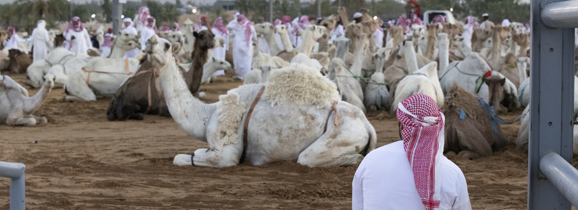 Visiter Buraidah - Arabie Saoudite