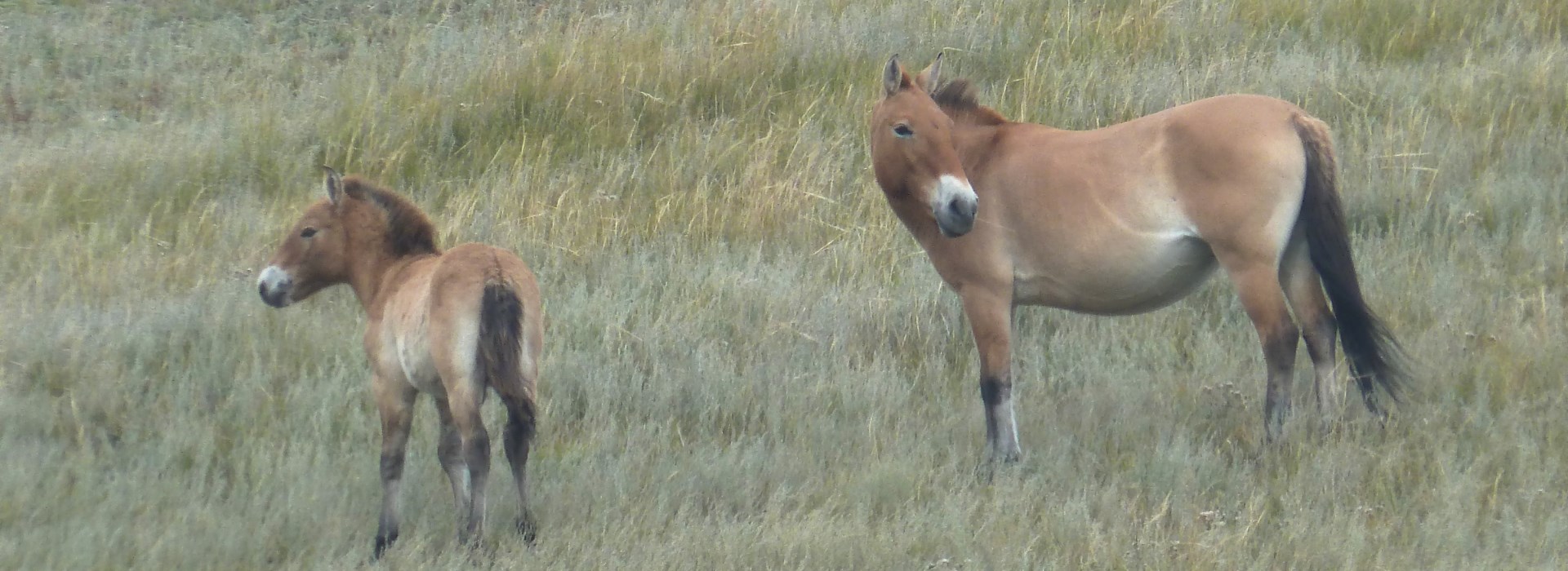 Visiter Le parc national de Khustai Nuruu - Mongolie