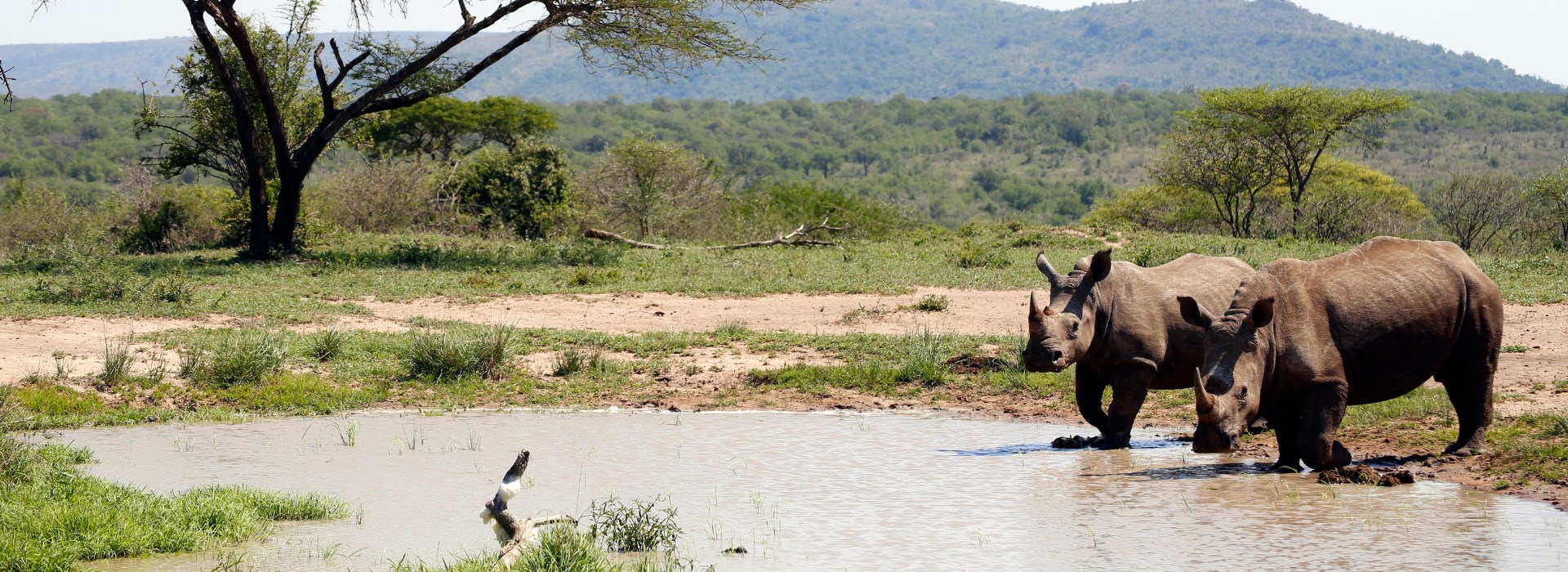 Visiter Le Parc national de Hluhluwe  - Afrique du Sud