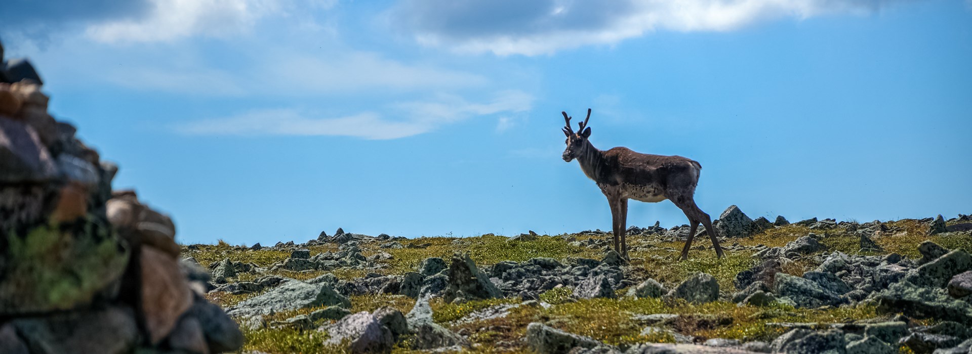 Visiter Les Monts Chic-Choc - Canada