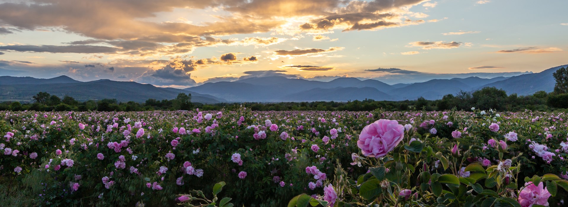 Visiter La Vallée des Roses - Bulgarie