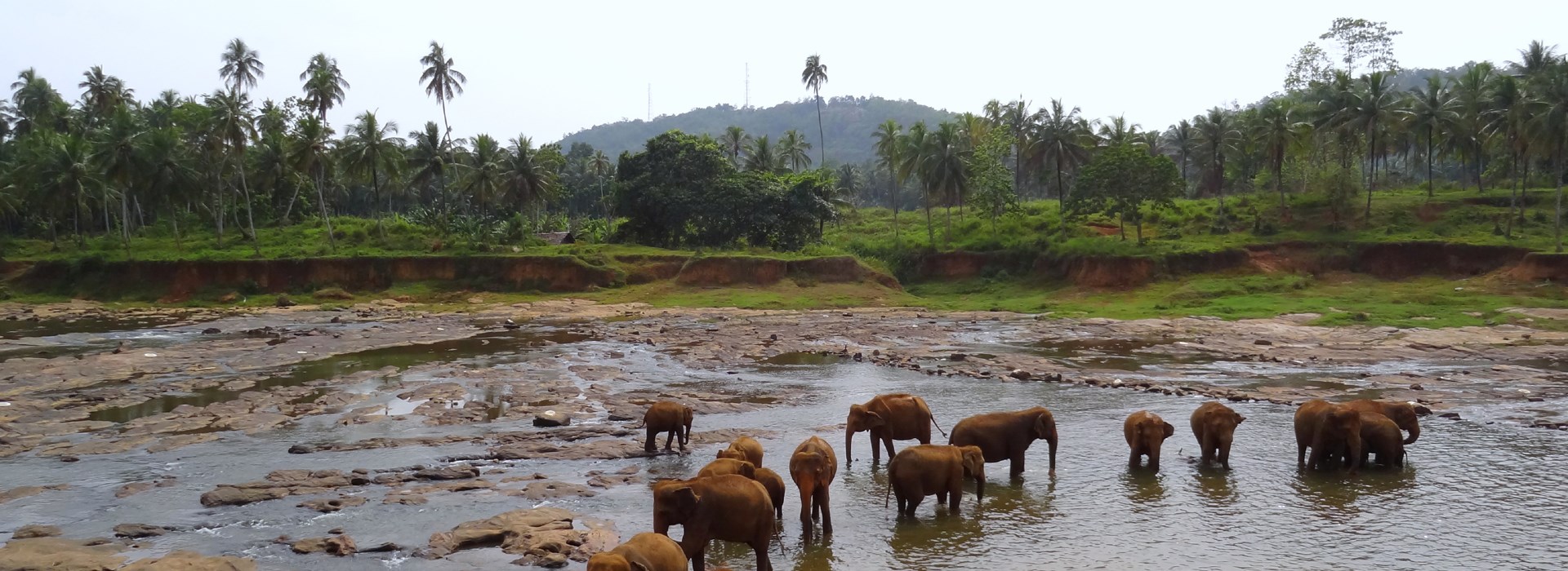 Visiter Le Parc National d'Udawalawe - Sri Lanka