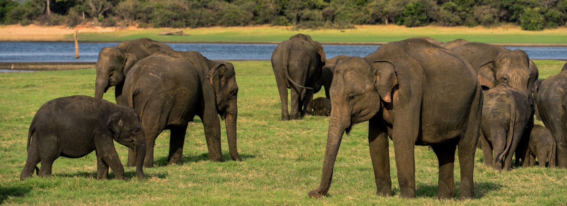Visiter Le Parc National de Minneriya - Sri Lanka