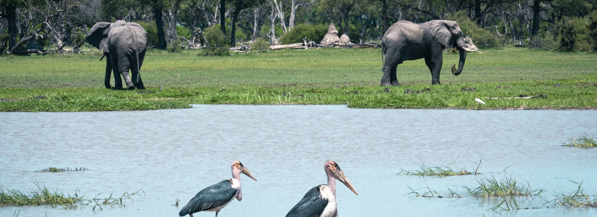 Visiter Le parc national de Chobé - Botswana