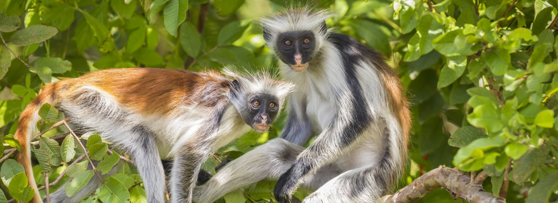 Visiter La forêt de Jozani - Zanzibar
