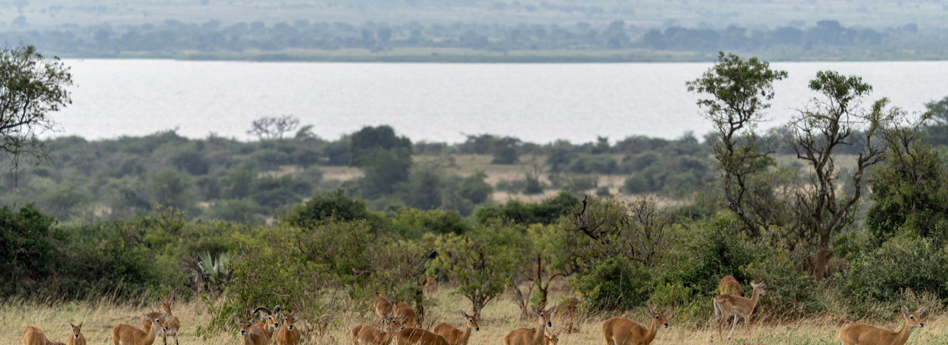 Visiter Le parc national Queen Elizabeth - Ouganda