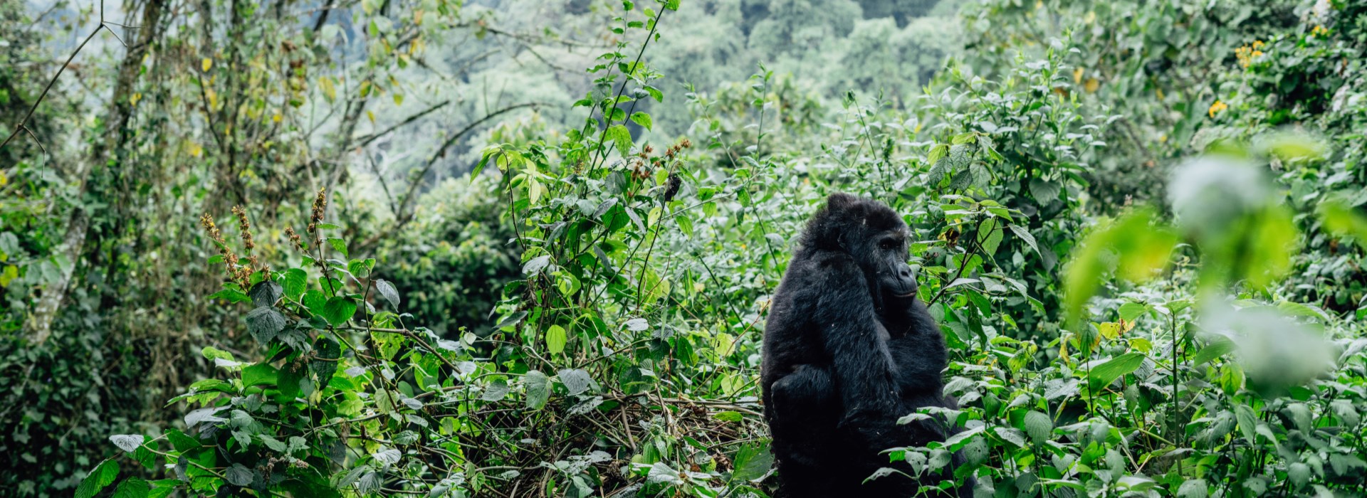 Visiter Le parc national de Bwindi - Ouganda