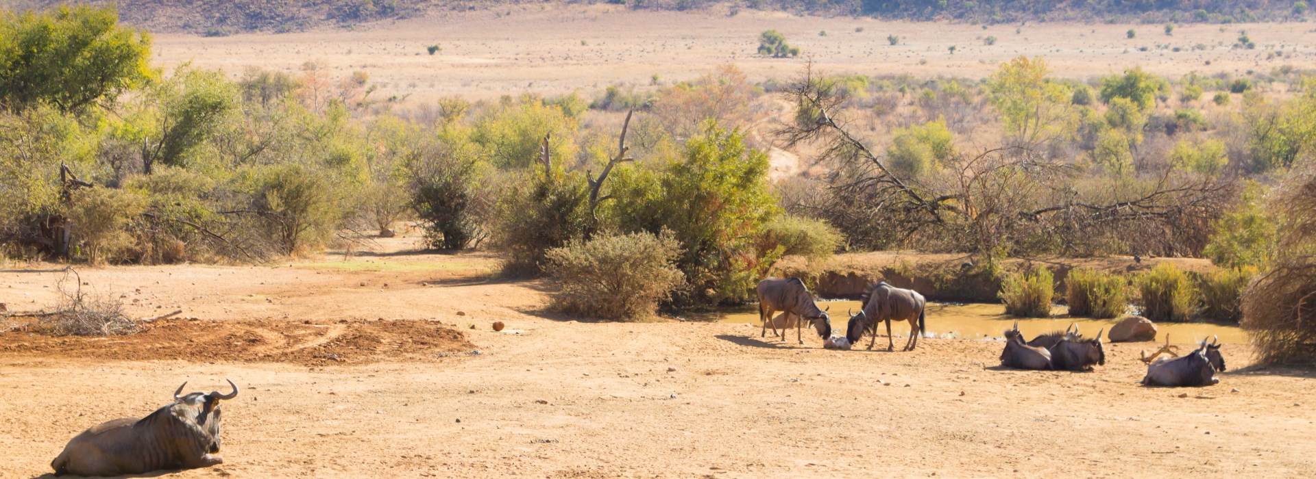 Visiter Le Parc national de Pilanesberg - Afrique du Sud